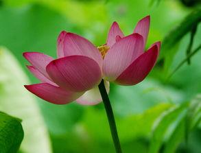 莲花：新的黎明,揭开新的黎明篇章