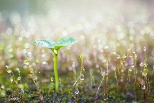 阳光总在风雨后 2019,2019年砥砺前行之路