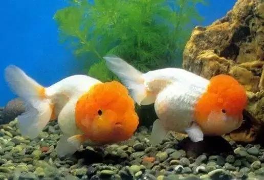 鱼类灭绝我靠养鱼迎娶白富美,从鱼类灭绝危机到白富美姻缘的逆袭之路