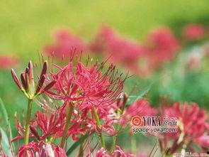 彼岸花开花又落,轮回中的生命诗篇