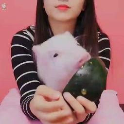 吃猪瓜娱乐